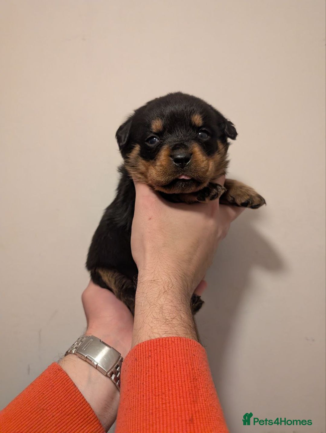 Rottweiler dogs for sale: 🐶 KC Rottweiler Puppies – German ADRK Bloodlines - Advert 27