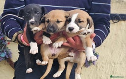 Mixed Breed dogs for sale: Lurcher puppies for sale - Image 5