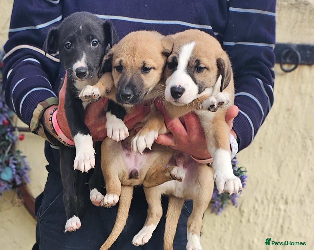 Mixed Breed dogs for sale: Lurcher puppies for sale - Image 5