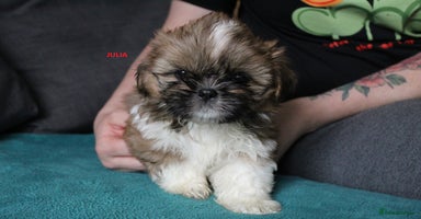 Shih Tzu dogs - Advert 1