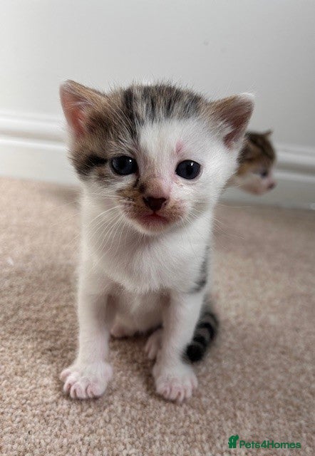 Mixed Breed cats 3 beautiful kittens for sale - Advert 13