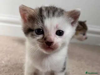 Mixed Breed cats 3 beautiful kittens for sale - Advert 13