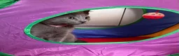 Russian Blue cats for sale: Russian Blue Kittens  - Advert 31