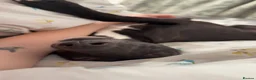 Whippet dogs for stud: Jett Black - Advert 23