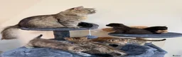 Persian cats for sale: 9 Beautiful Kittens For Sale - Advert 12