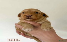Cockapoo dogs for sale: F1 Cockapoo puppies - Image 5