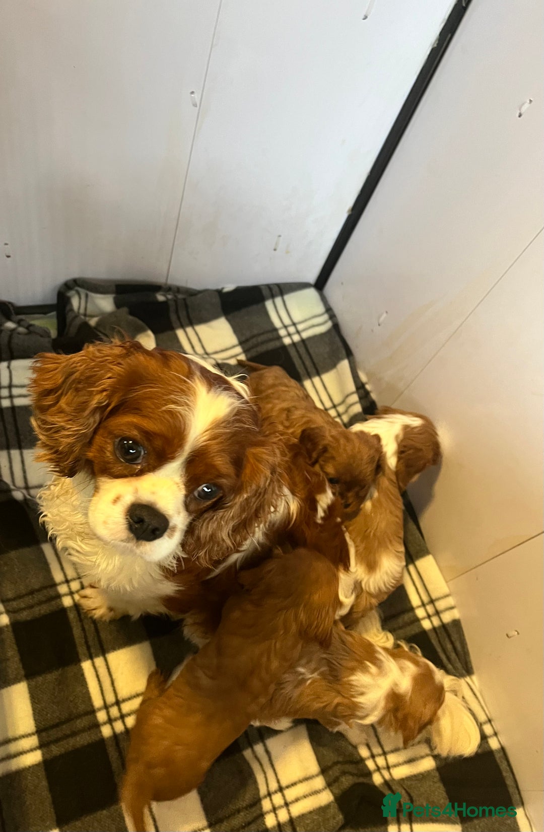 Cavalier King Charles Spaniel dogs for sale: Cavalier King Charles puppies - Advert 1