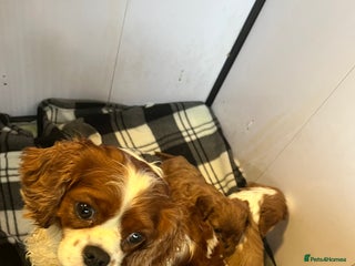 Cavalier King Charles Spaniel dogs Cavalier King Charles puppies - Advert 7