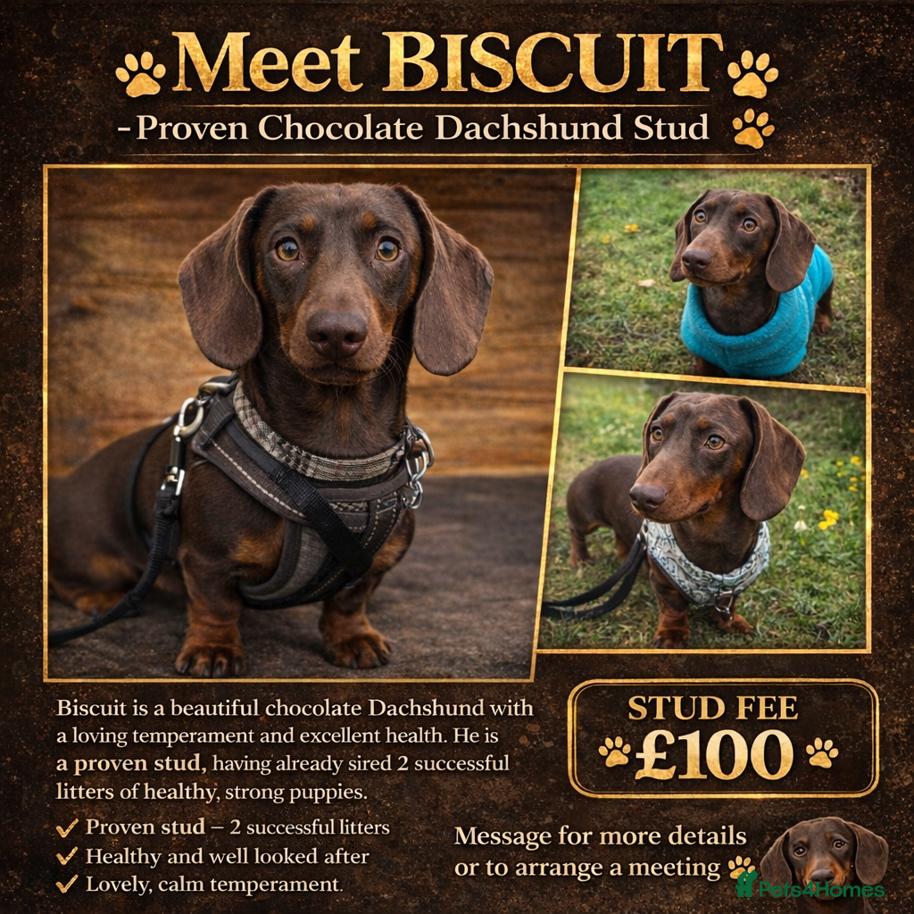 Miniature Dachshund dogs Proven Chocolate Dachshund Stud  - Advert 1