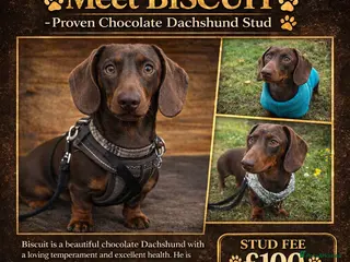Miniature Dachshund dogs Proven Chocolate Dachshund Stud - Advert 1