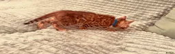 Bengal cats for sale: Stunning Purebred Bengal Kittens for sale. - Advert 13