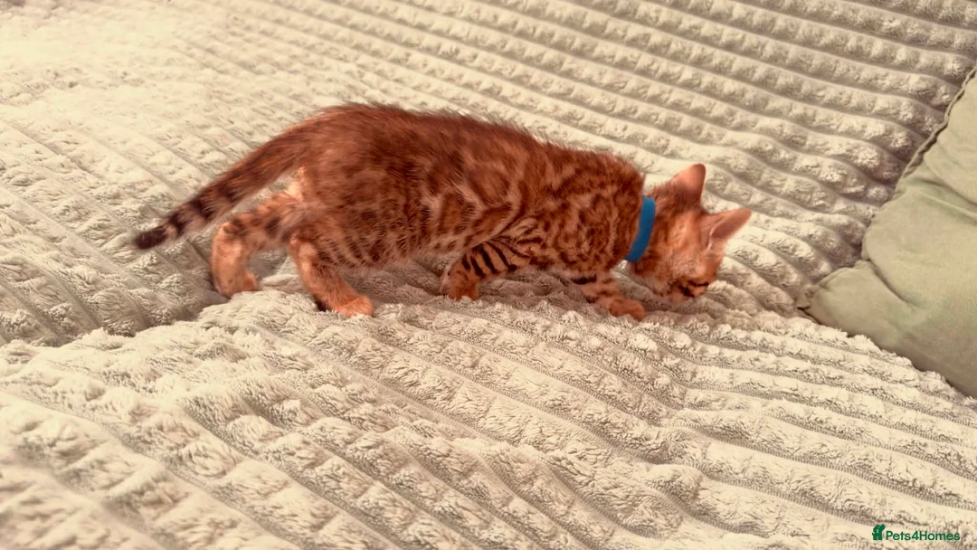 Bengal cats for sale: Stunning Purebred Bengal Kittens for sale. - Advert 13