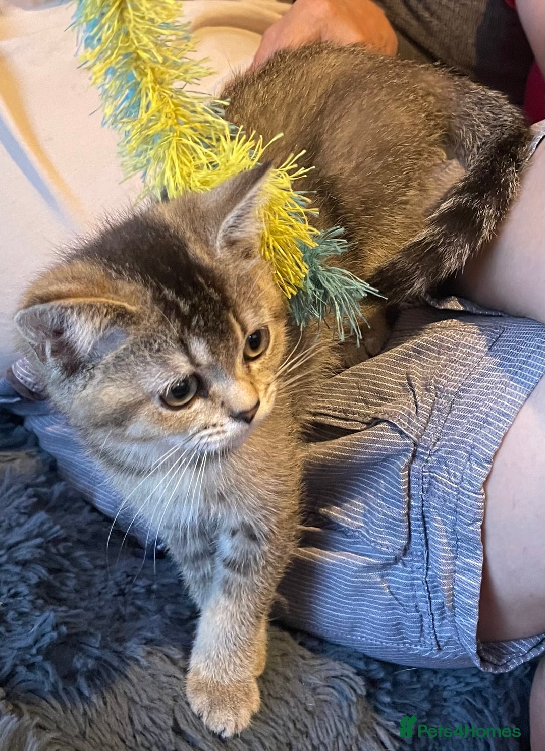 British Shorthair cats for sale: Golden brown tabby and silver  - Image 1