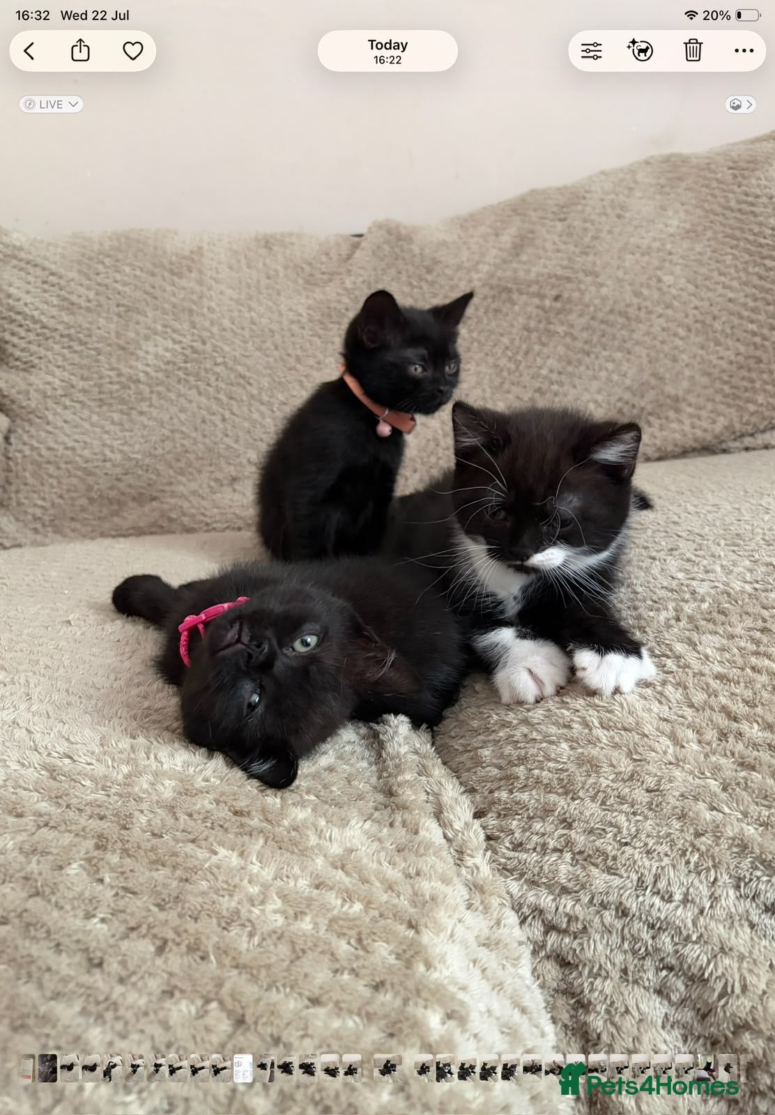 British Shorthair cats Beautiful British short hair cross kittens - Advert 2