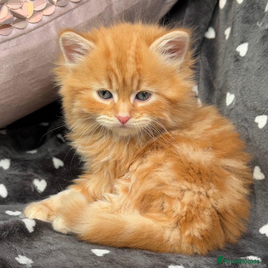 Ragdoll cats for sale: Beautiful Ragdoll cross kittens  - Image 1