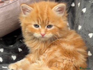 Ragdoll cats - Advert 3