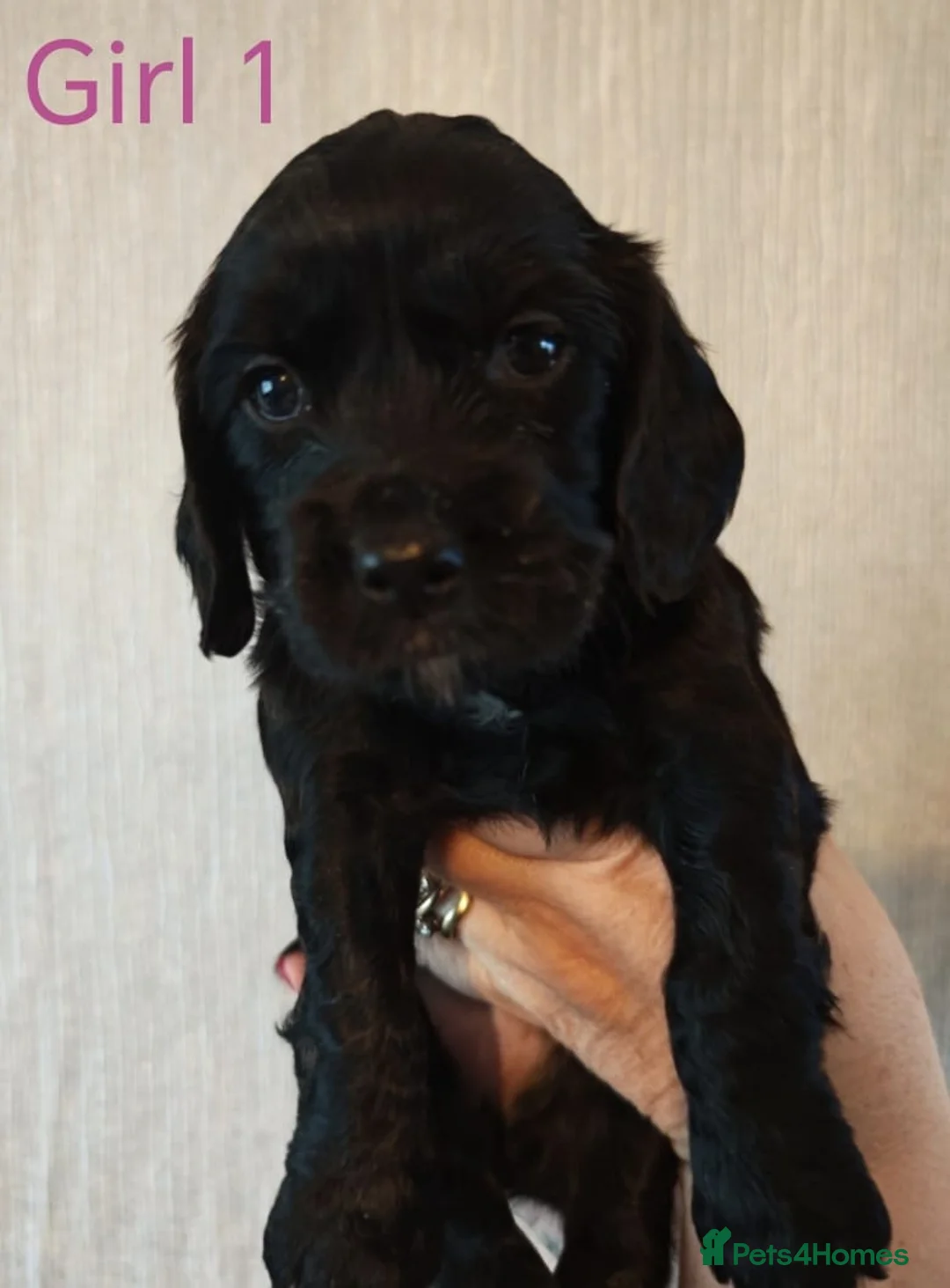 Cocker Spaniel dogs for sale: Working cocker spaniel puppies - Advert 2