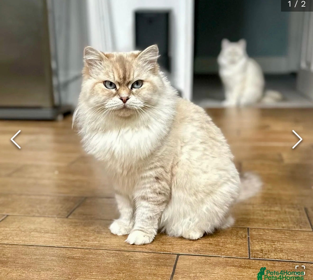 Siberian cats Looking for a loving New Home - Advert 9