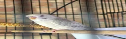 Budgerigars birds for sale: Budgies for sale.  in Spalding - Advert 3