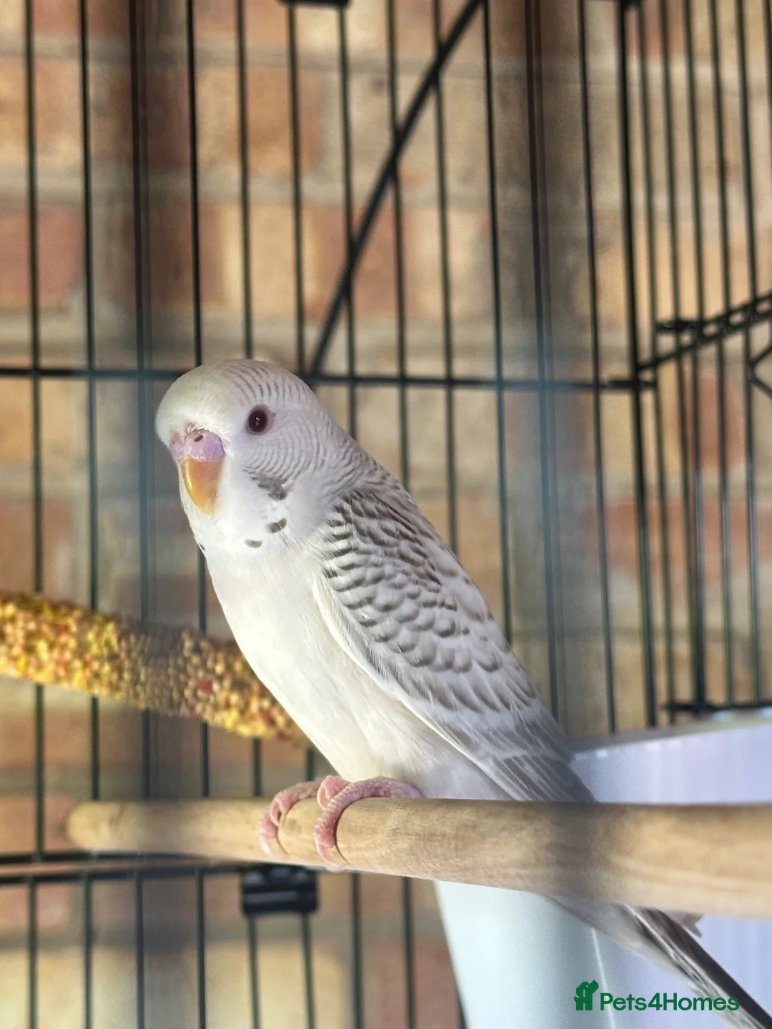 Budgerigars birds for sale: Budgies for sale.  in Spalding - Advert 3