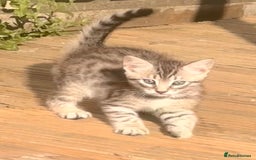 Savannah cats for sale: African bloodline, savanna kittens - Image 20