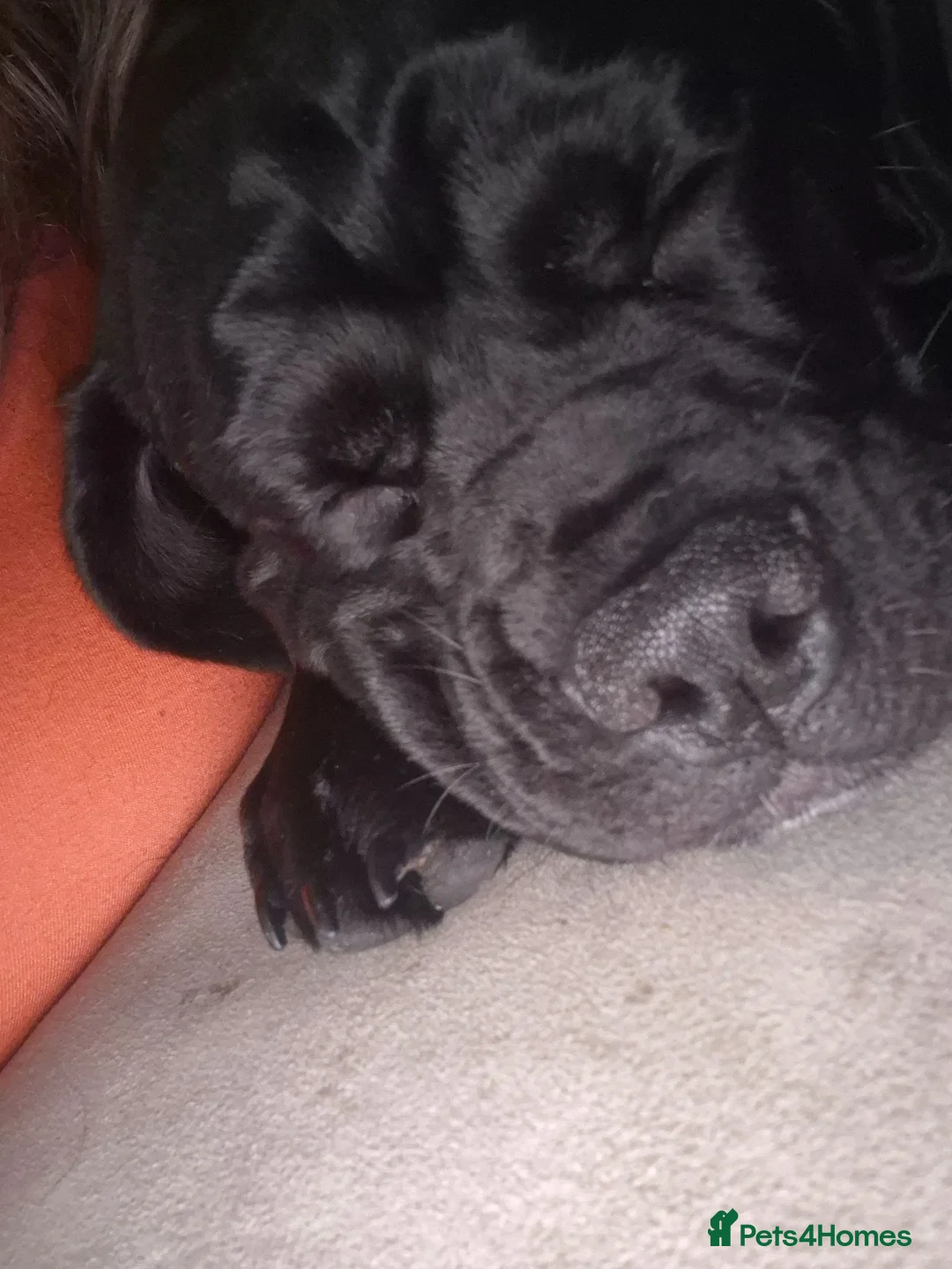 Bull Terrier dogs for sale: Oreo  in Sutton-in-Ashfield - Advert 3
