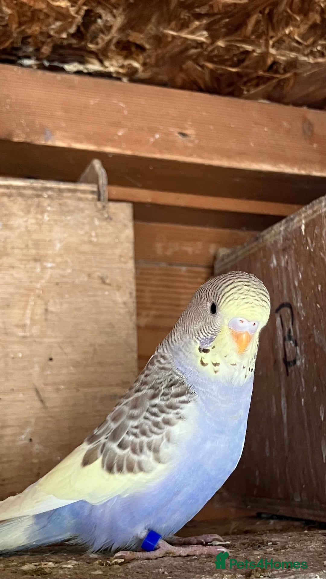 Budgerigars birds for sale: Aviary bred budgies for sale . - Advert 16