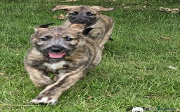 Irish Wolfhound dogs for sale: Irishwolfhounds for sale - Image 2