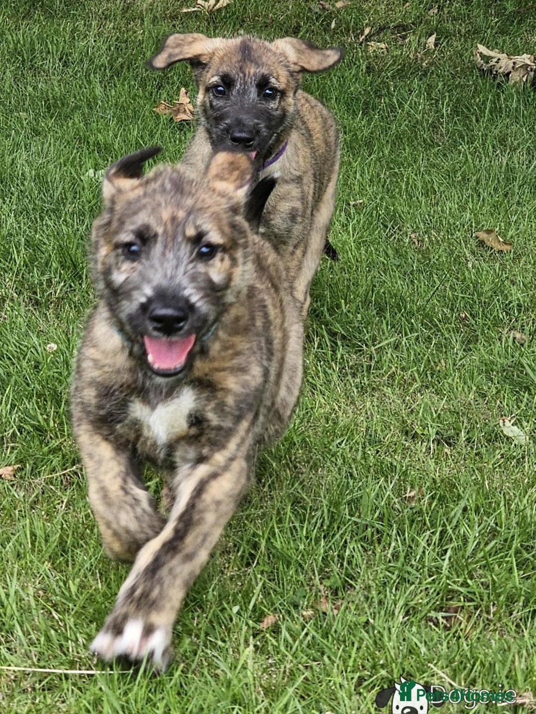 Irish Wolfhound dogs for sale: Irishwolfhounds for sale - Image 2