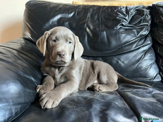Labrador Retriever dogs Beautiful kc registered silver Labrador puppies - Advert 1