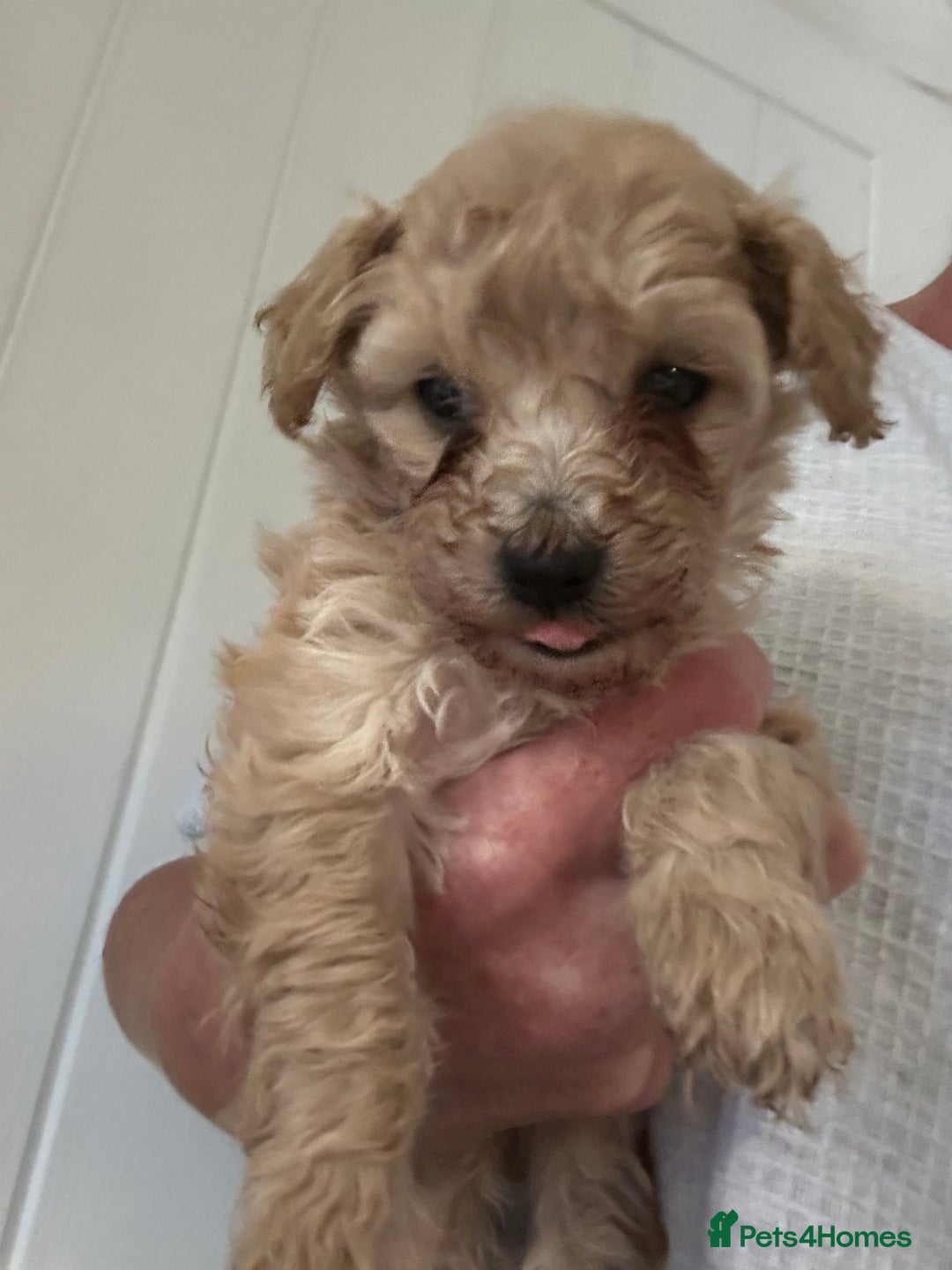 Cavapoo dogs for sale: Cavapoo / poodle puppies for sale  - Advert 2