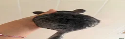 Chinchilla rodents for sale: chinchillas - Advert 2