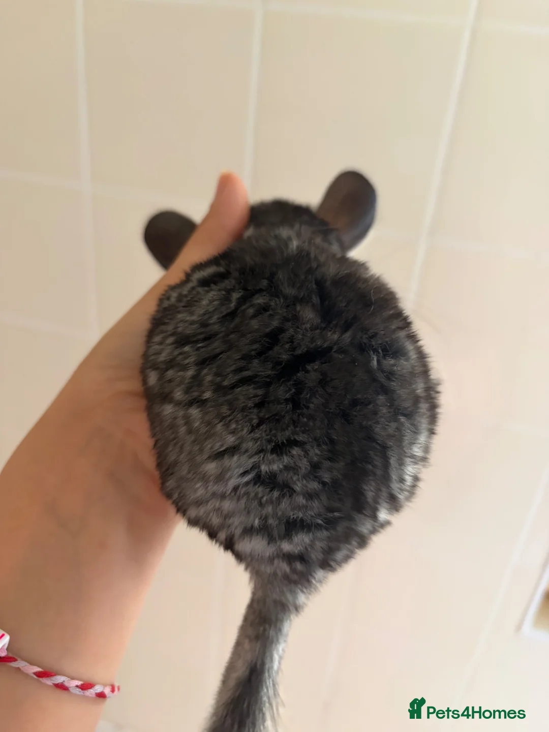 Chinchilla rodents for sale: chinchillas - Advert 2