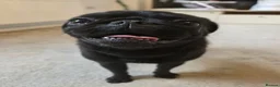 Pug dogs for sale: Nala the Pug 🐾🖤🐾 - Advert 8