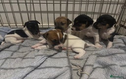 Jack Russell dogs for sale: Jack Russell Puppies For Sale - Advert 1