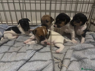 Jack Russell dogs Jack Russell Puppies For Sale - Advert 1