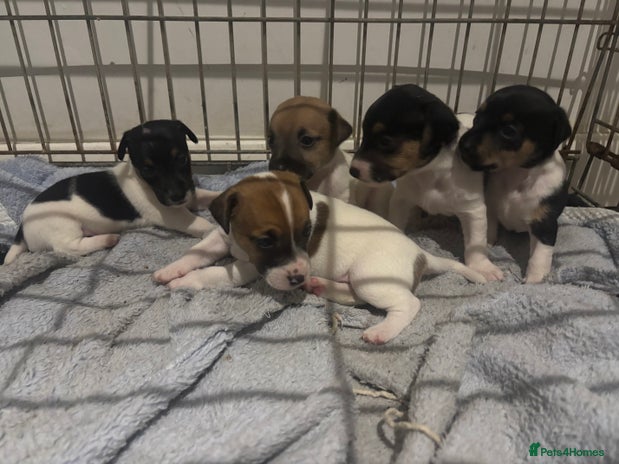 Jack Russell dogs Jack Russell Puppies For Sale - Advert 5