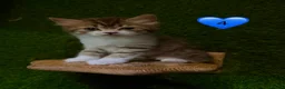 Mixed Breed cats for sale: Beautiful litter of fluffy kittens  - Advert 23
