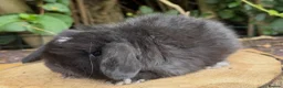 Mini Lop rabbits for sale: mother and daughter mini lop pair - Advert 3