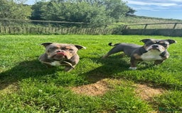 Bull Terrier dogs for adoption: Meet Merry & Pippin – A Bonded Pair  - Image 2