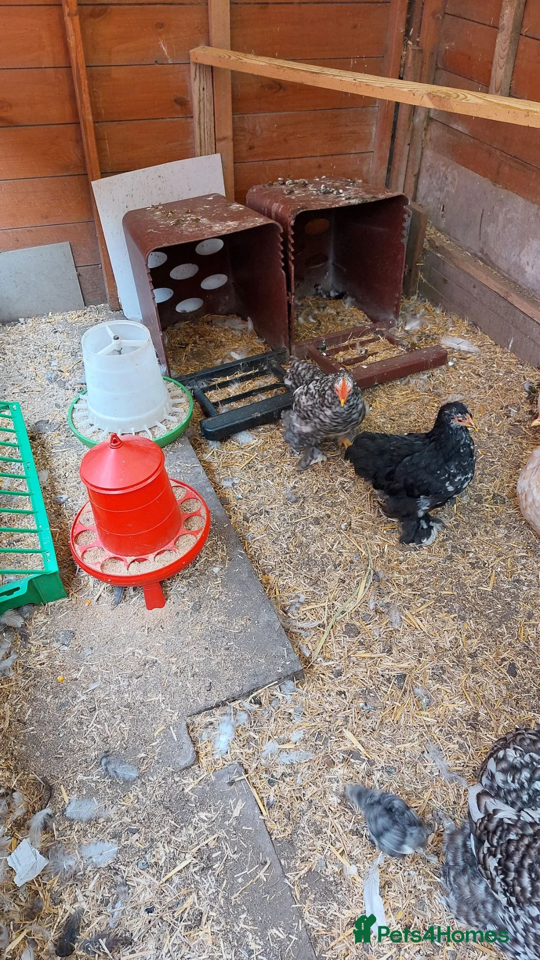 Chickens poultry for sale: Pekin bantams - Advert 3
