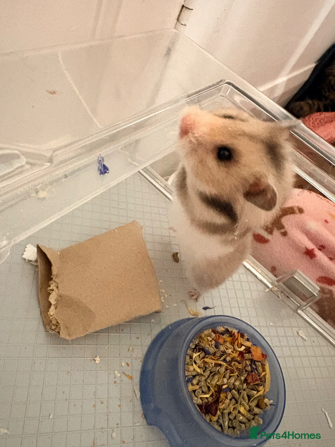 Hamster rodents for sale: Female hamster available  - Advert 2