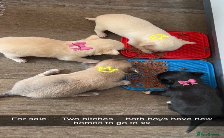 Chihuahua dogs - Advert 2