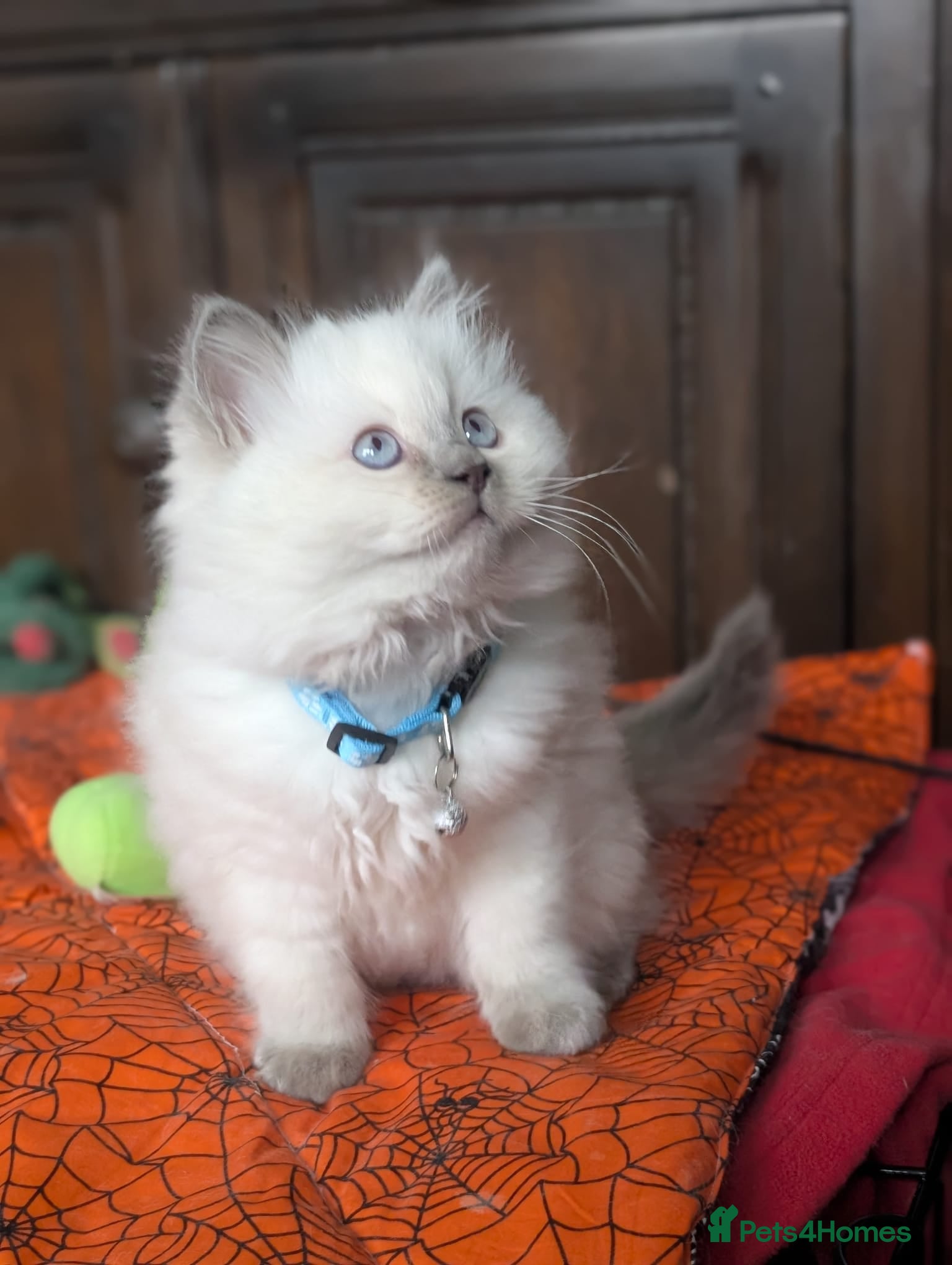 Ragdoll cats **Stunning litter of 4 ragdoll kittens** - Advert 3