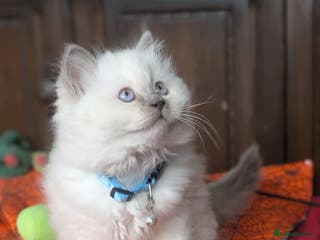 Ragdoll cats **Stunning litter of 4 ragdoll kittens** - Advert 3