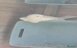 Pigeons birds for sale: Breeding pair of pigeons - Image 6