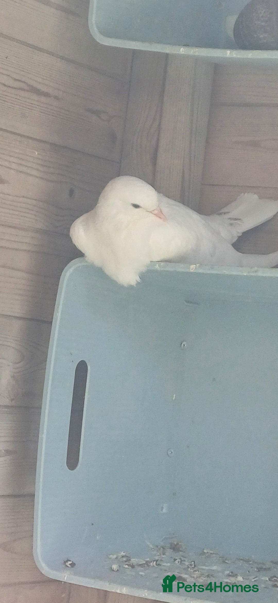 Pigeons birds for sale: Breeding pair of pigeons - Image 6