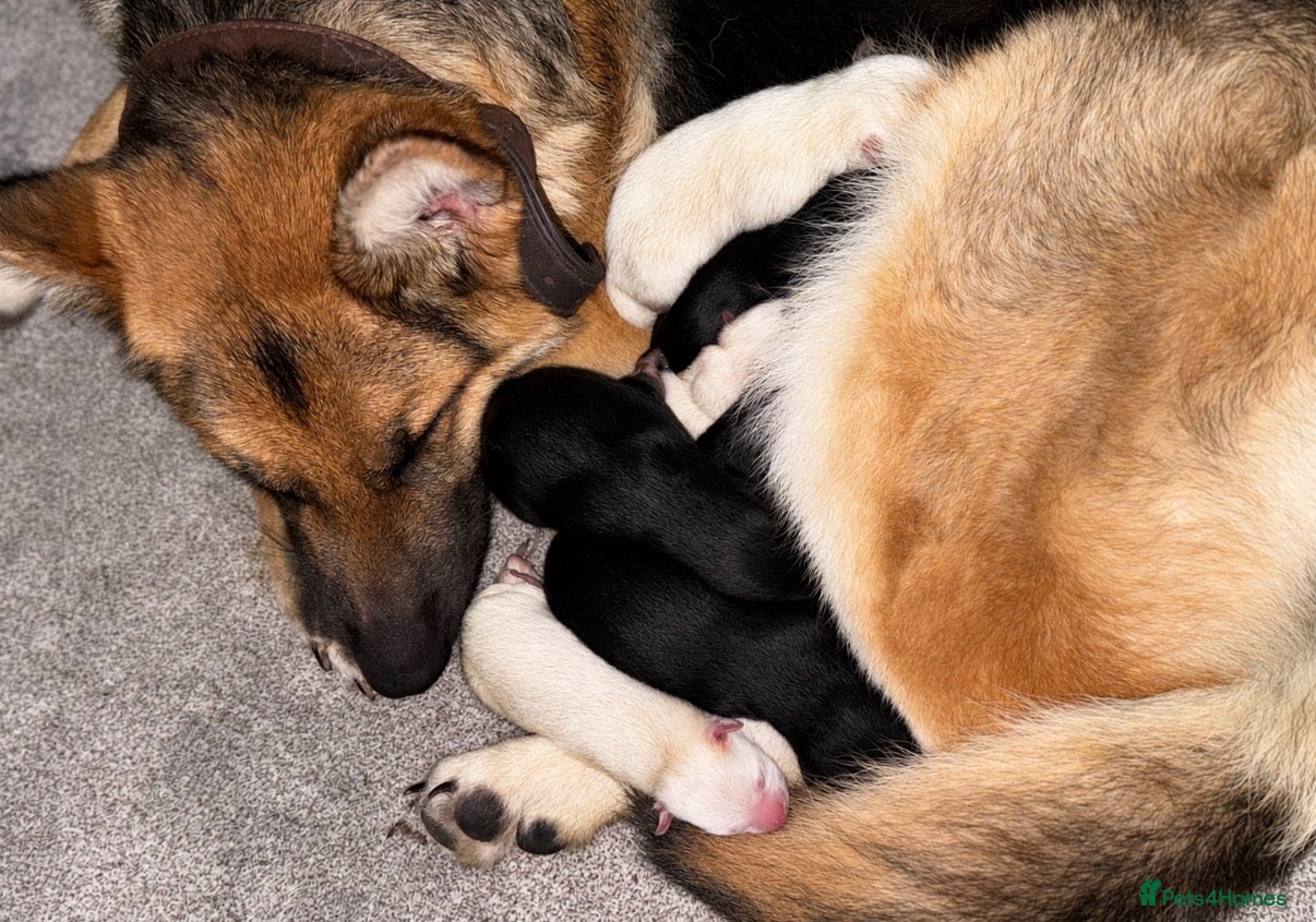 German Shepherd dogs German Shepard puppies  - Advert 18