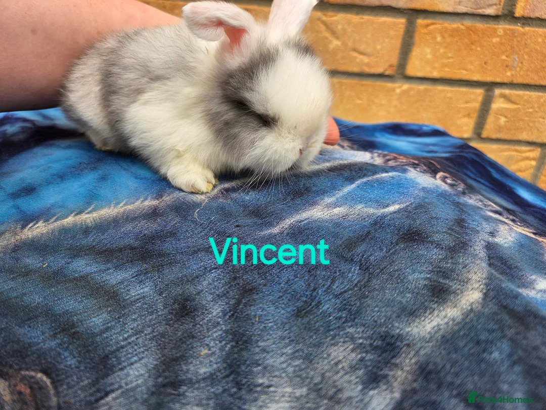 Mini Lop rabbits for sale: Adorable mini lops  - Advert 6