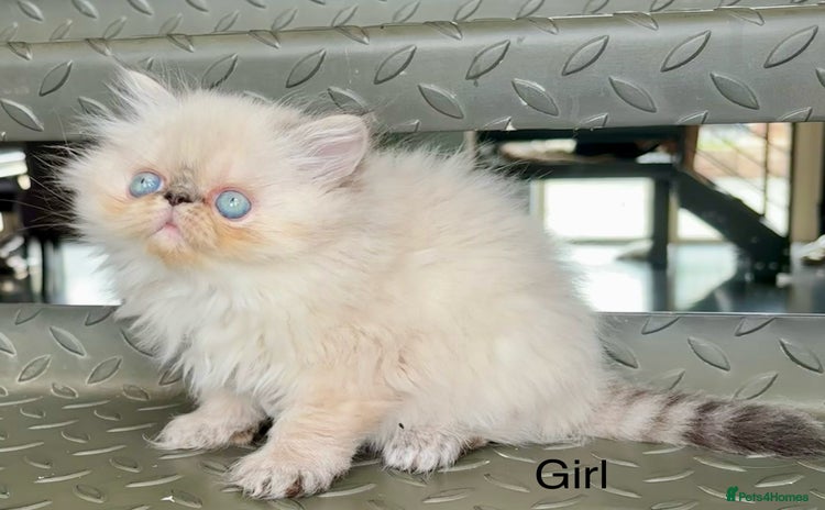 Persian cats - Advert 11